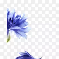 台式机壁纸特写电脑菊苣壁纸电脑