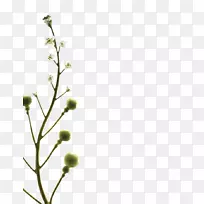 小枝植物茎叶花瓣线叶