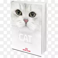 胡须猫，家用短毛猫鼻子-小猫
