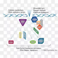 h2afx基因组不稳定突变基因组dna