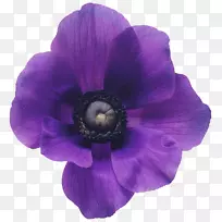 海葵花束紫色紫罗兰花