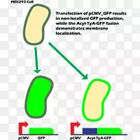 国际基因工程机器绿色荧光蛋白细胞膜染色