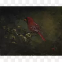 美洲麻雀画动物喙-北方红衣主教