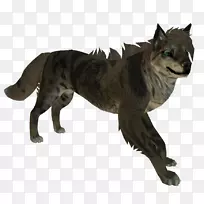 灰狼猫毛陆生动物尾猫