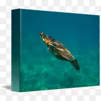 甲鱼海龟池塘海龟海洋生物-海龟