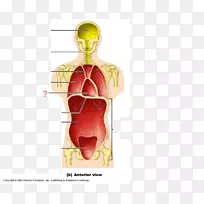腹侧体腔解剖冠状面人体-心包
