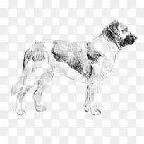 英国赛特犬饲养猎犬运动团体-小型西伯利亚哈士奇犬