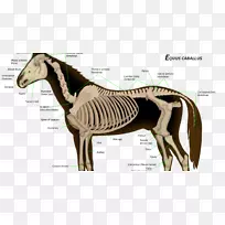 马的骨骼系统解剖骨架-马
