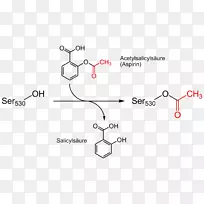 阿司匹林作用机理乙酰化花生四烯酸水杨酸