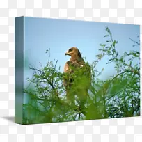 生态动物喙-法国帝国鹰