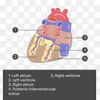 冠状动脉，室间后动脉，心脏，冠状动脉循环-心脏
