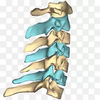 颈椎脊柱解剖人体