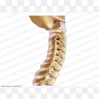 颈部韧带，颈椎，脊柱，腰椎