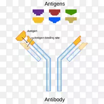 抗原抗体结合位点旁分子结合-Spyryx生物科学