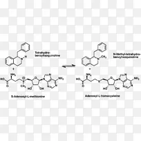 (RS)-1-苄基-1，2，3，4-四氢异喹啉N-甲基转移酶生物碱
