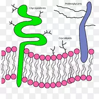 脂质双层磷脂糖蛋白细胞膜-科学