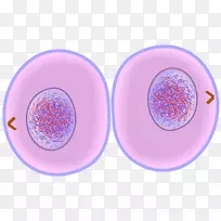 胞质分裂细胞周期有丝分裂细胞分裂