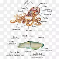 巨型太平洋章鱼乌贼邓波章鱼头足类
