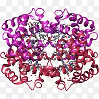 氧合珠蛋白血红素红细胞