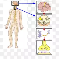 躯体神经系统周围神经人体脑