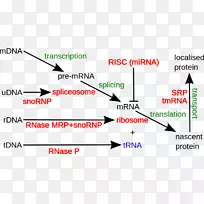 非编码rna非编码dna编码区核糖体rna