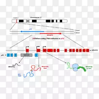 包装53基因外显子反义RNA脊髓性肌萎缩症