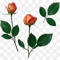花园玫瑰静物：粉色玫瑰，剪贴画-花