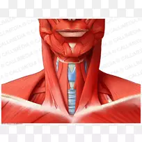 颈部肌前三角血管解剖
