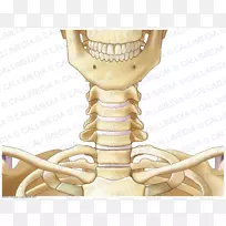 关节骨骼骨颈解剖.骨骼
