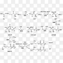 非甲丙戊酸途径甲羟戊酸脱落酸代谢途径木糖