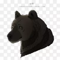 熊毛，鼻子，陆地动物-熊