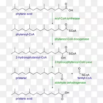 α氧化β氧化脂肪酸氧化还原-ω-3脂肪酸