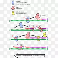 DNA复制引物生物学DNA聚合酶