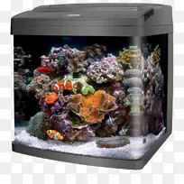 珊瑚带领生物立方体32水族馆礁水族馆