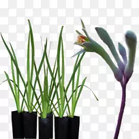 高袋鼠爪子花园植物茎-袋鼠