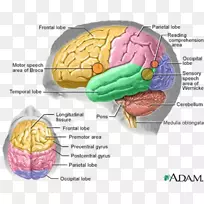 人脑人体解剖中枢神经系统-脑