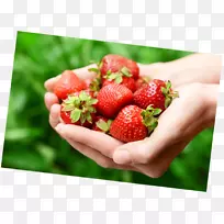 草莓奥格里斯食品土坯系统.草莓