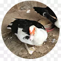 鸭嘴海雀动物群-鸭