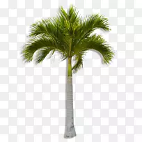 亚洲棕榈椰子槟榔科乔木-椰子