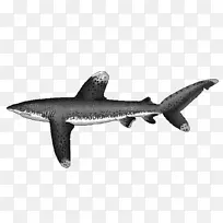 鳞状鲨鱼、海洋白尖鲨、红鳍鲨、银尖鲨、长鳍鲨