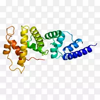 cyth 2基因cyth 1蛋白pleckstrin-pleckstrin同源结构域