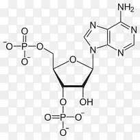 二磷酸腺苷三磷酸焦磷酸腺苷一磷酸腺苷