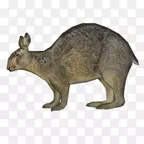 袋鼠野兔家养兔野生动物袋鼠