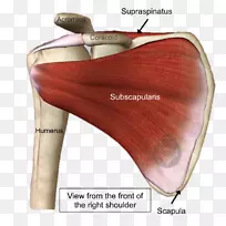 肩袖撕裂肩胛下肌冈上肌-左前宽