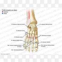 拇指肌肉足踝解剖人体解剖