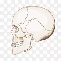 鼻颌头骨