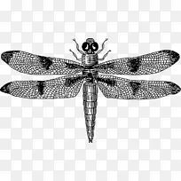 蜻蜓画片艺术-蜻蜓
