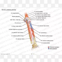前臂人体解剖学Augš三角臂