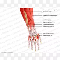 拇指前臂肌肉解剖手腕