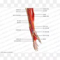 前臂神经肌肉解剖